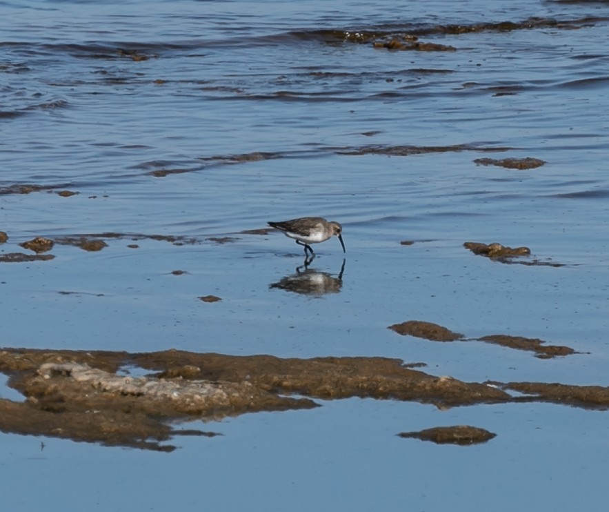 黑腹濱鷸 - ML490058901