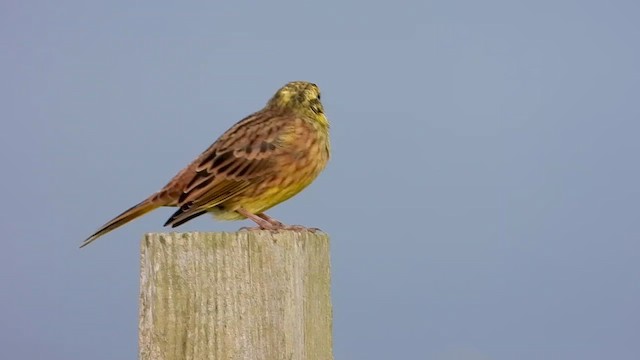 Yellowhammer - ML490059681