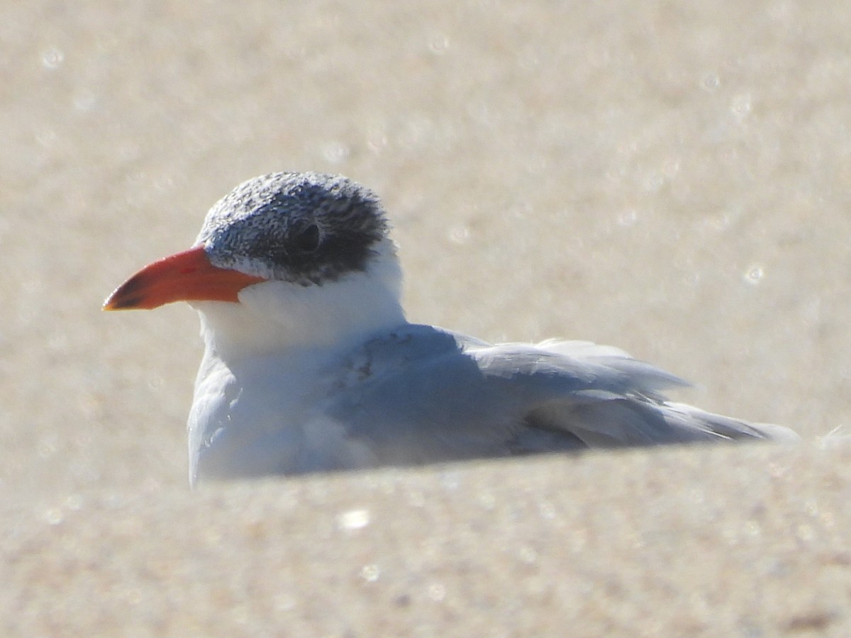 Caspian Tern - ML490059701