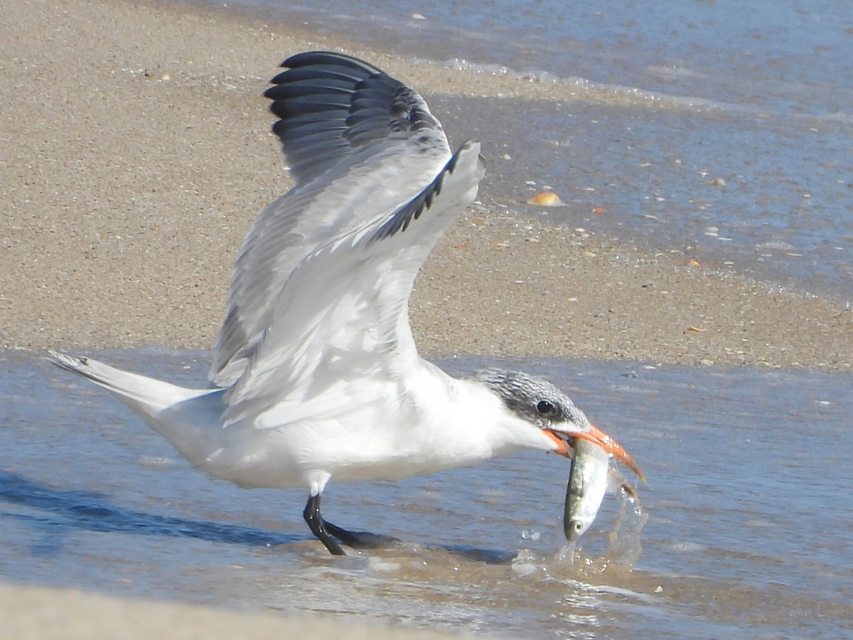 Caspian Tern - ML490059731