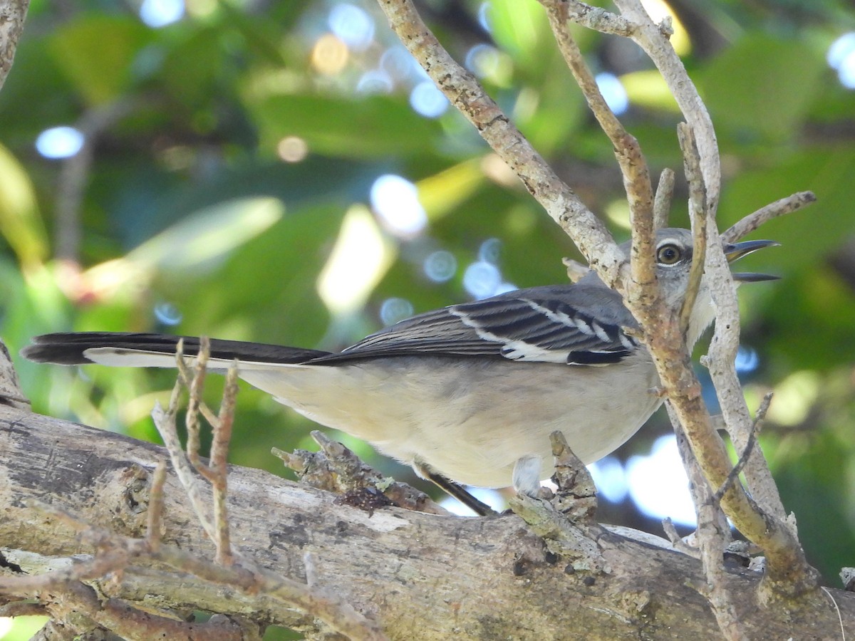 Northern Mockingbird - ML490060551