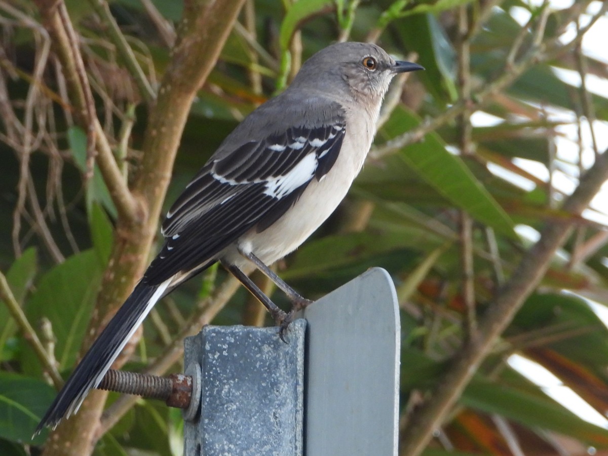 Northern Mockingbird - ML490060561