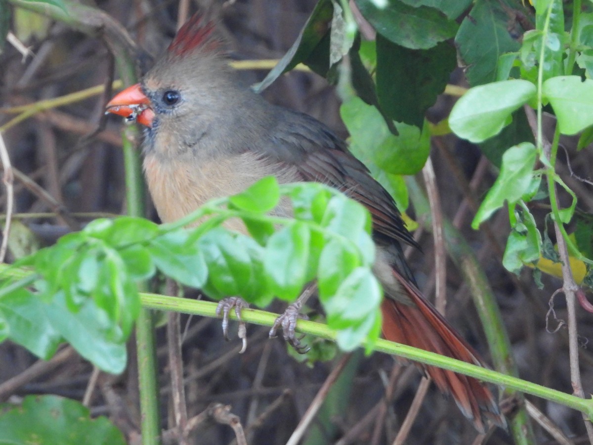 Northern Cardinal - ML490061431