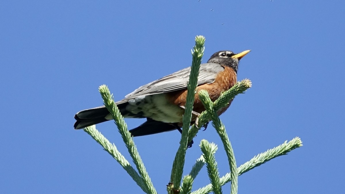 American Robin - ML490062841