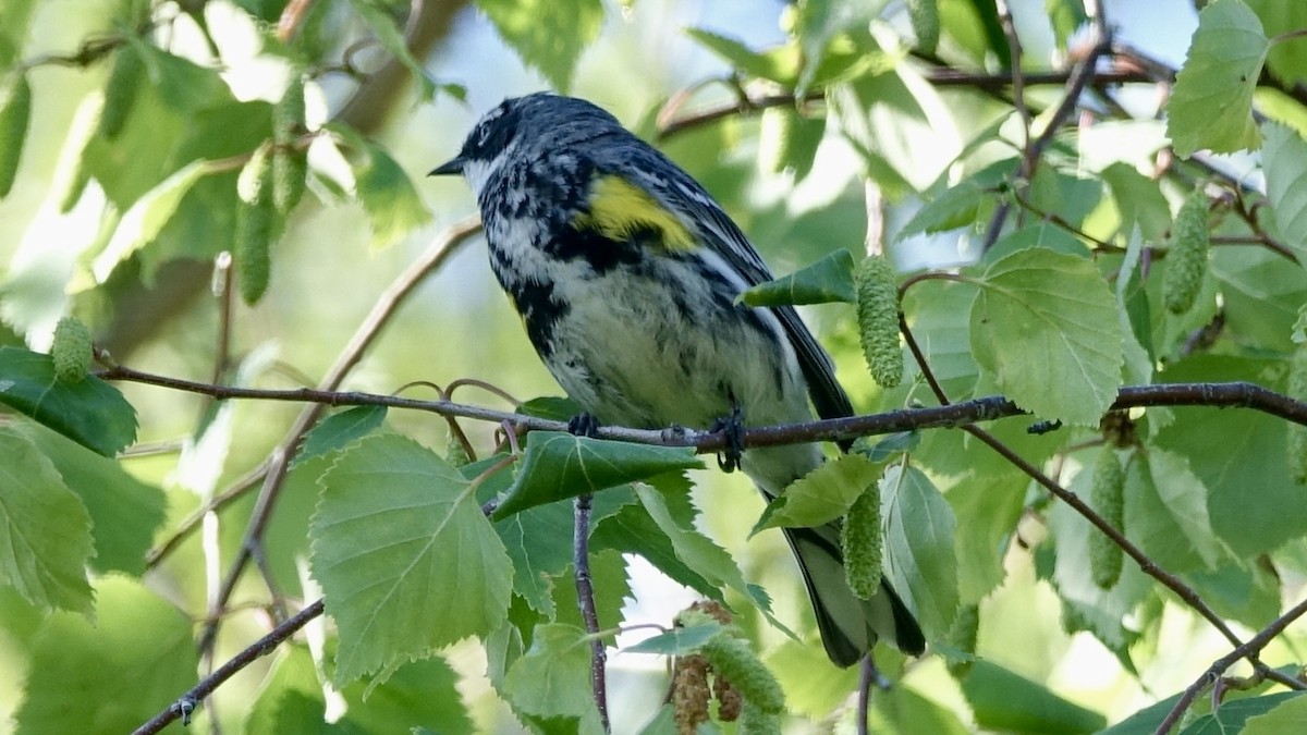 Yellow-rumped Warbler (Myrtle) - ML490062971