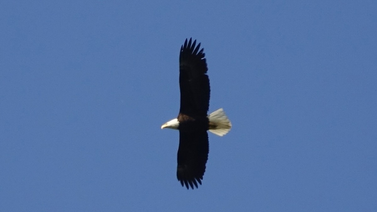 Bald Eagle - ML490063351