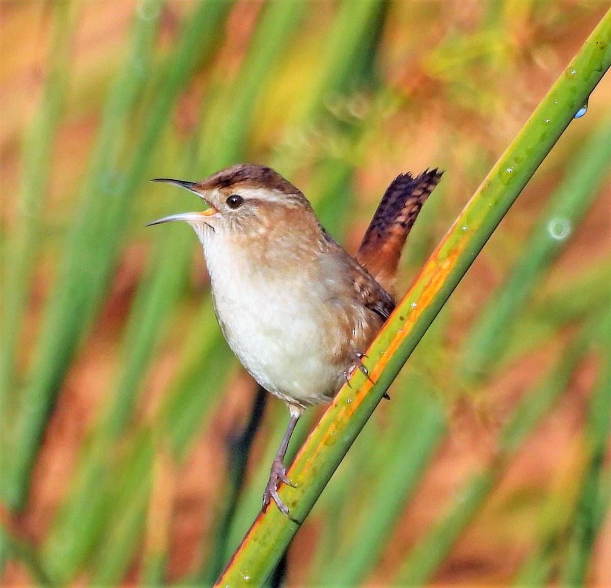 Marsh Wren - ML490063481