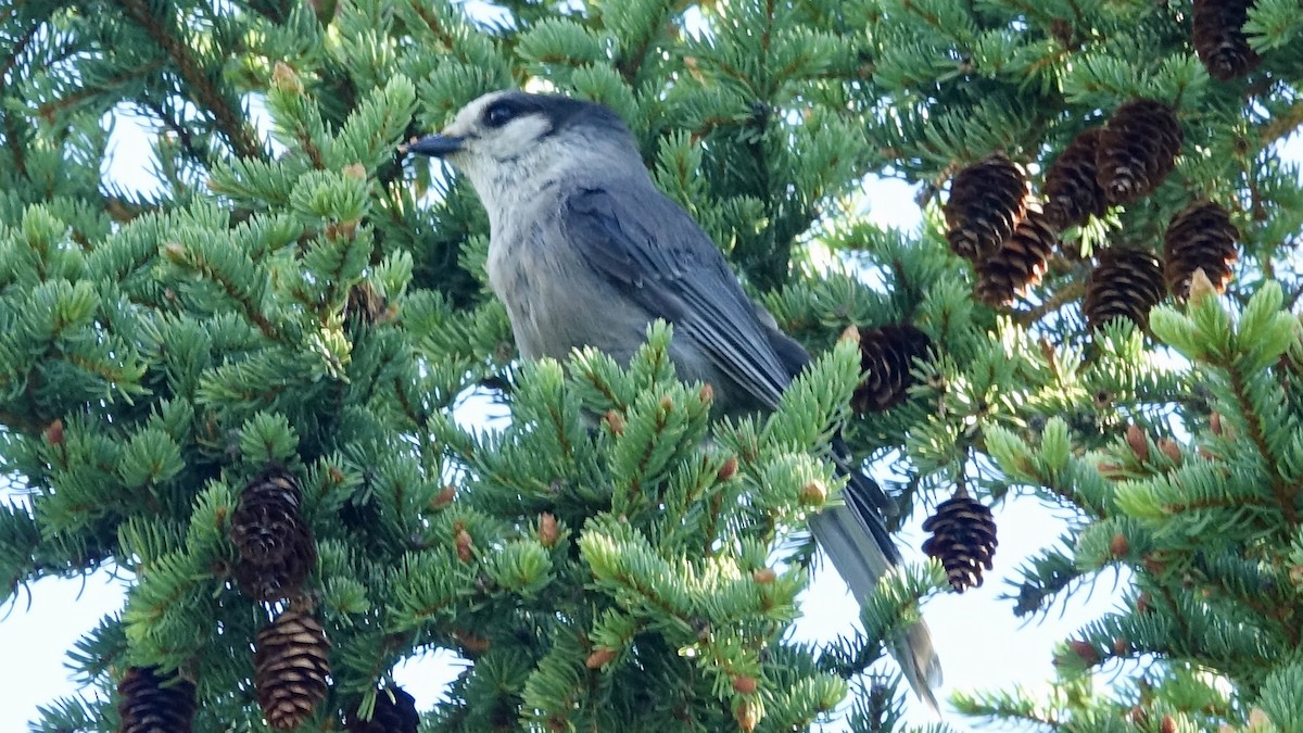 Canada Jay - ML490064471