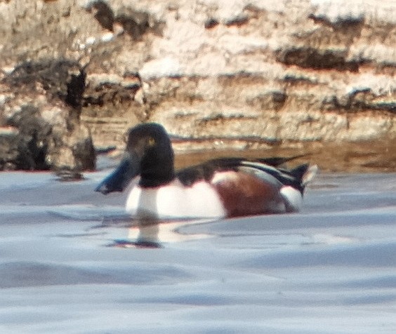 Northern Shoveler - ML49006471