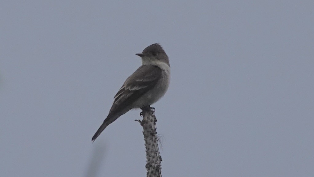 Western Wood-Pewee - ML490065311