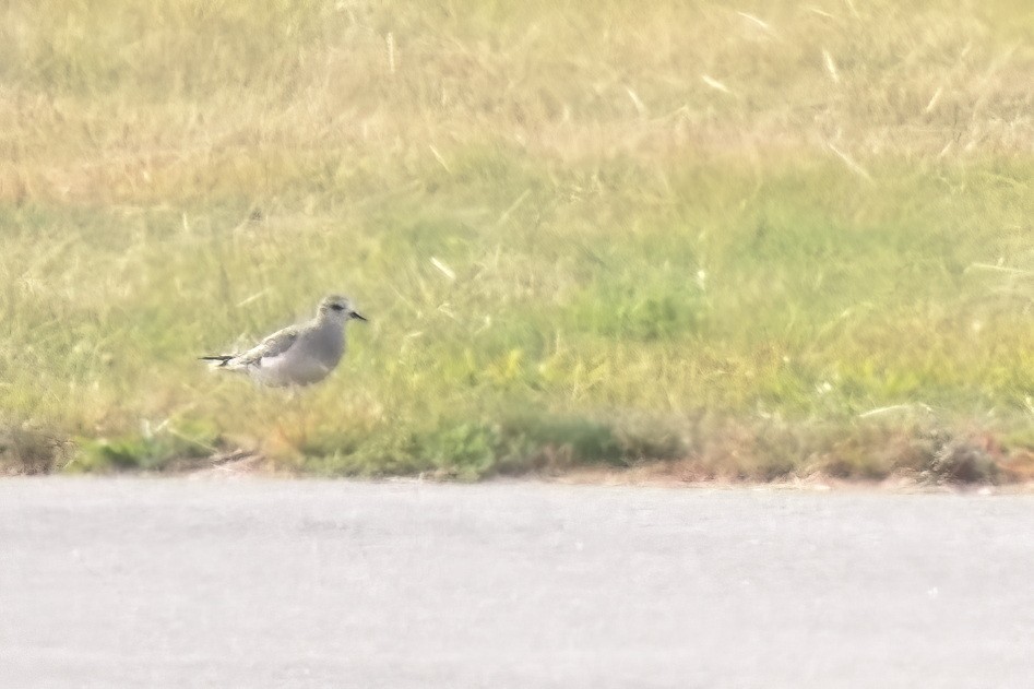 American Golden-Plover - ML490065551