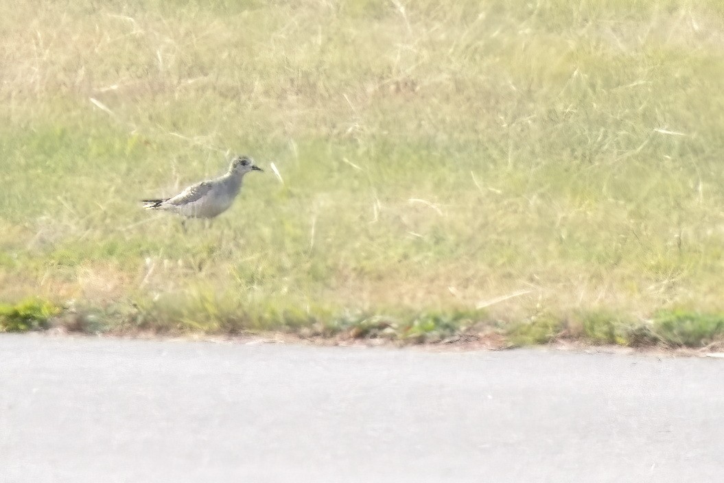 American Golden-Plover - Ken Faucher