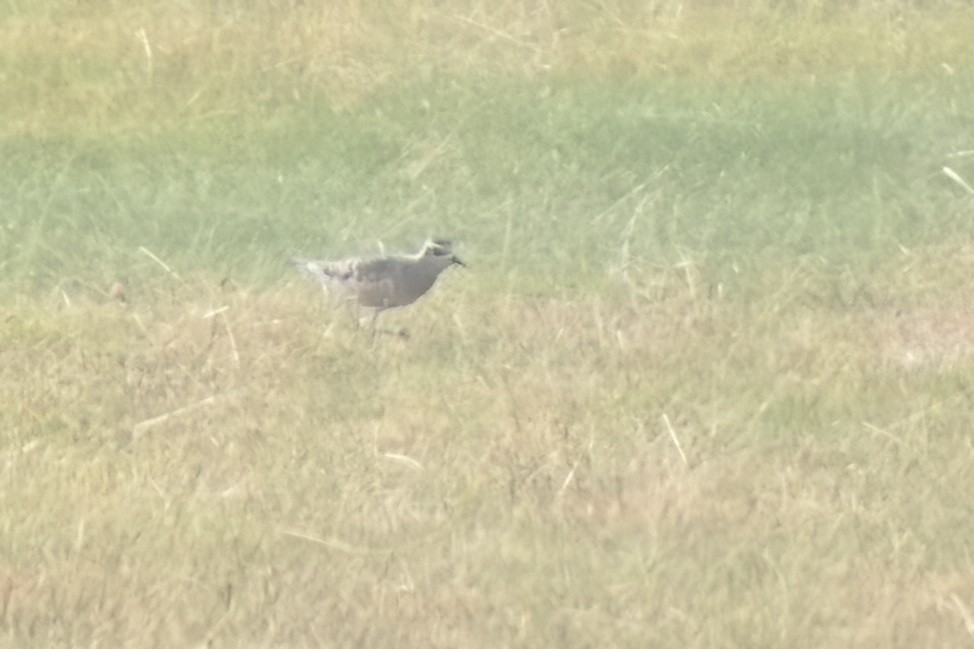 American Golden-Plover - ML490065571