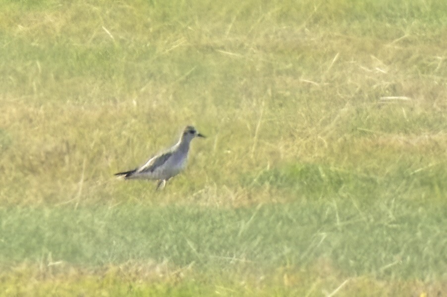 American Golden-Plover - ML490065581