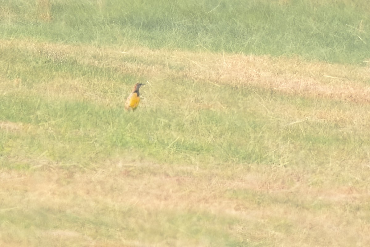 Eastern Meadowlark - ML490065721