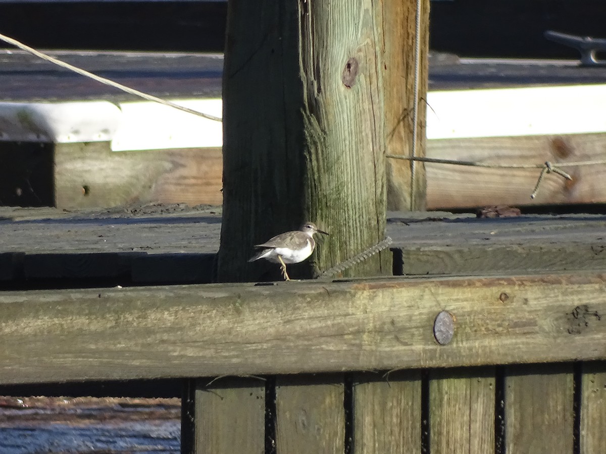 Spotted Sandpiper - ML490065821