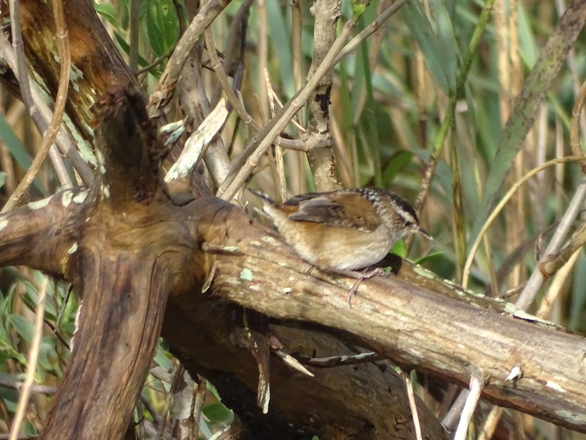 Marsh Wren - ML490065981
