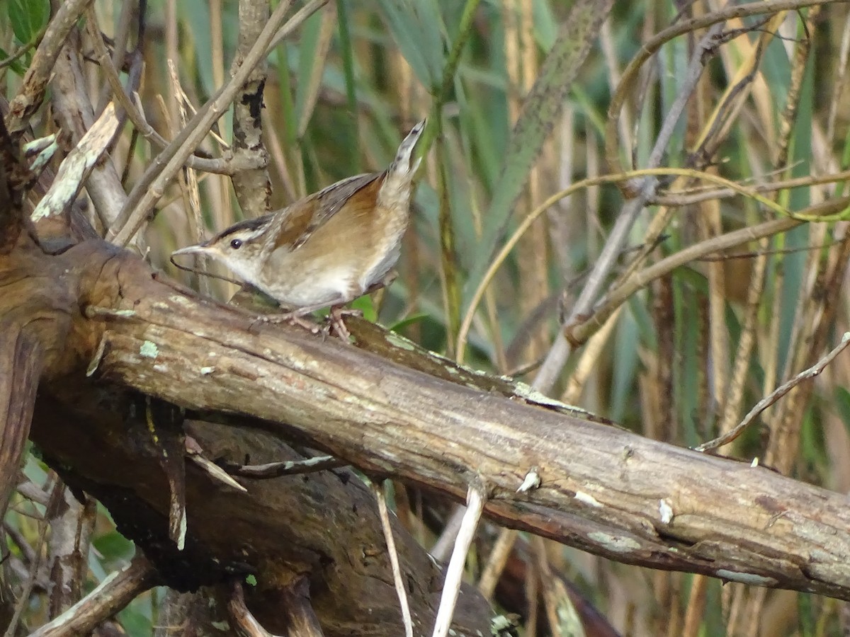 Marsh Wren - ML490065991