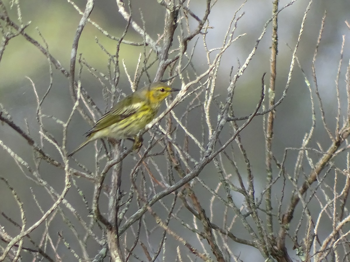Cape May Warbler - ML490066231