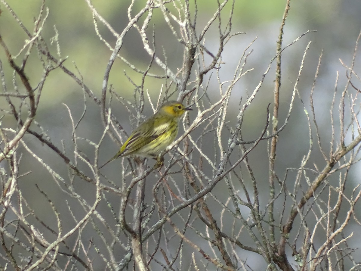 Cape May Warbler - ML490066241