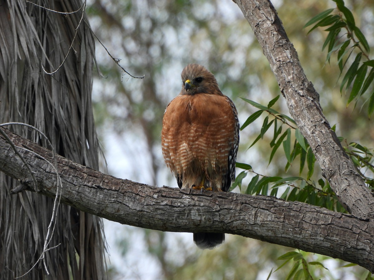 Red-shouldered Hawk - ML490067741