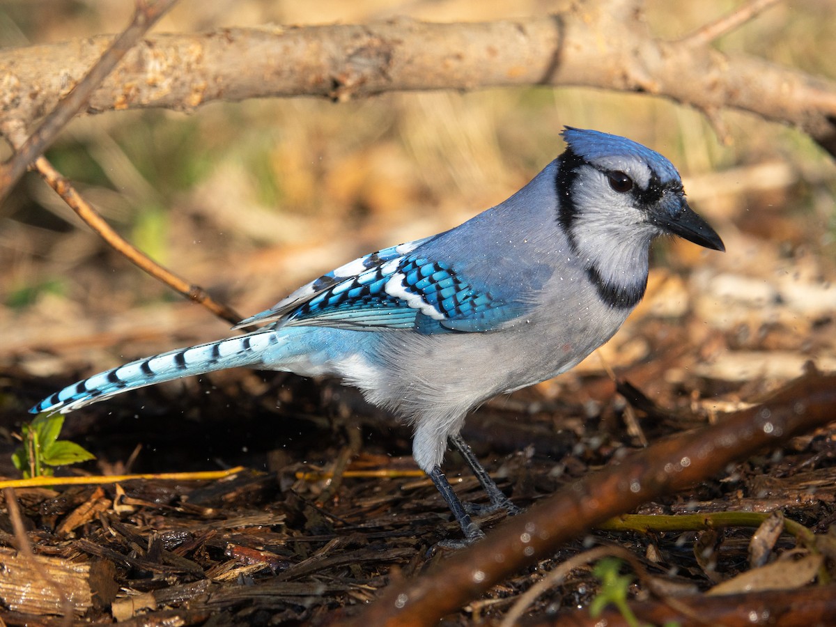 Blue Jay - ML490069131