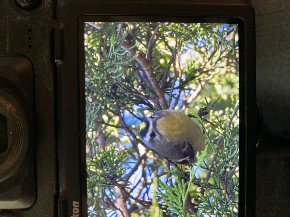 Golden-crowned Kinglet - ML490069221