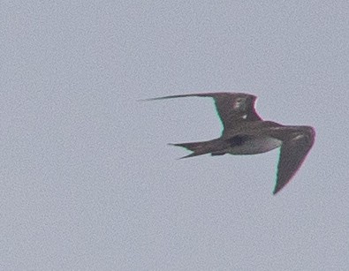 Sooty Tern - ML490071491