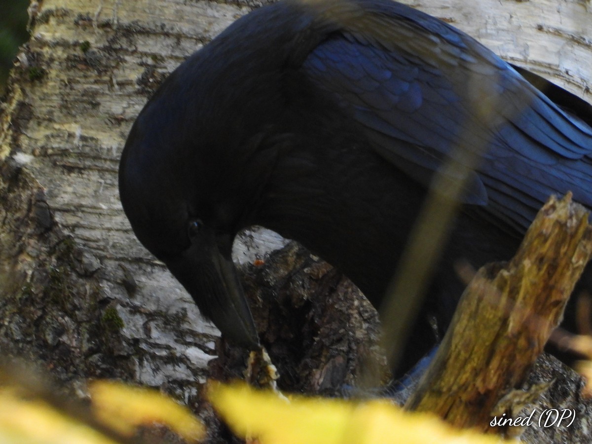 Common Raven - ML490072551