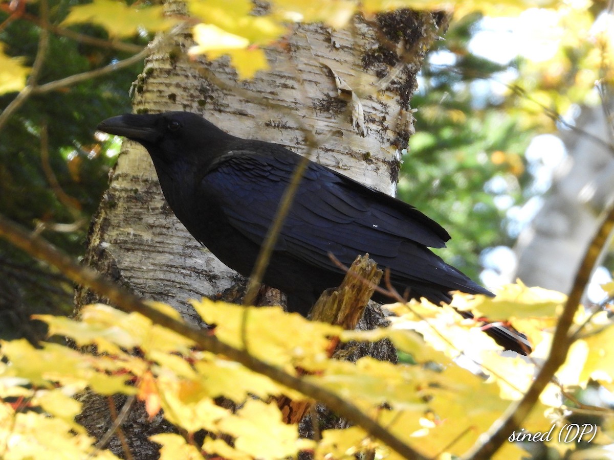 Common Raven - ML490072561