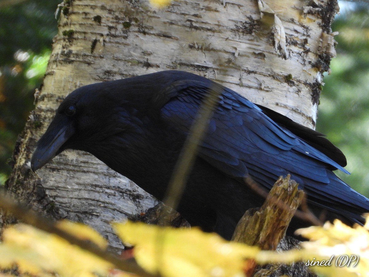 Common Raven - ML490072571