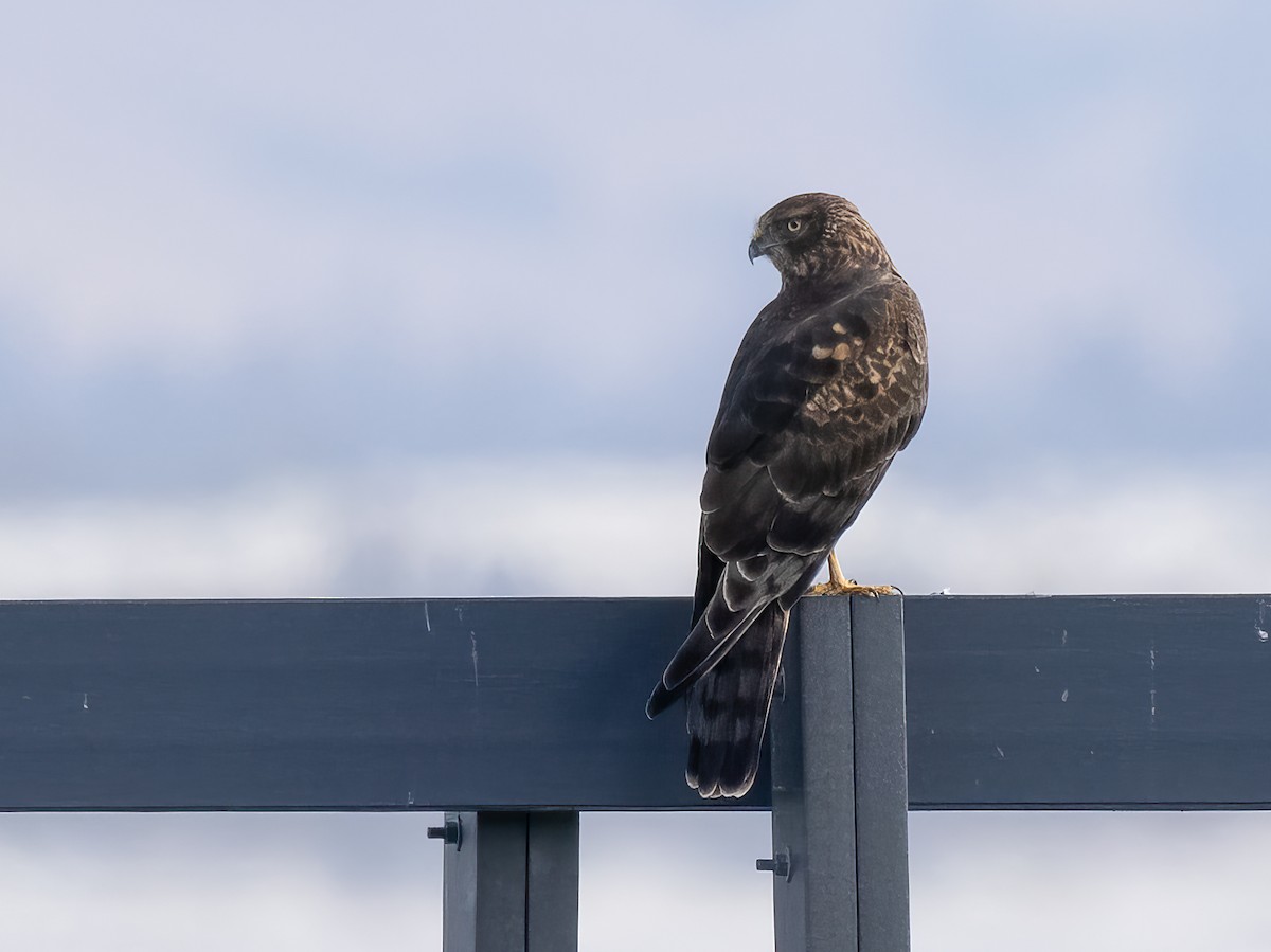 Northern Harrier - Deanne Tucker