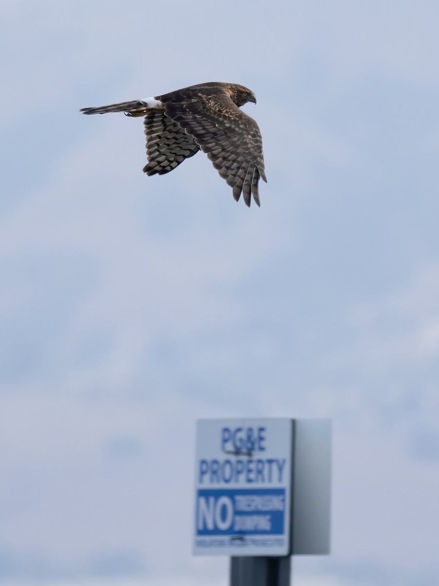 Northern Harrier - ML490072611