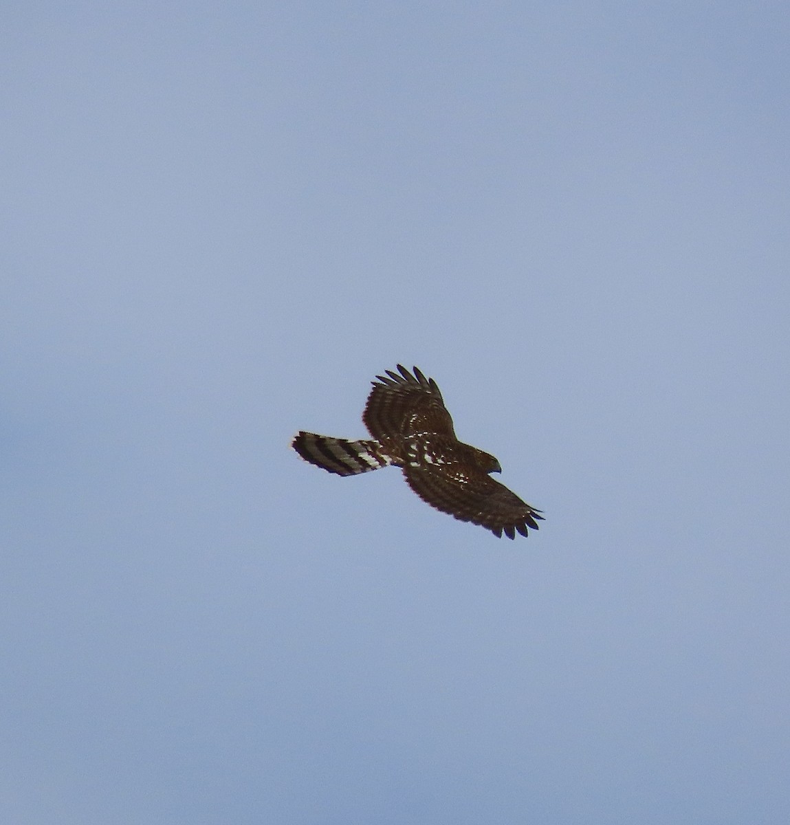 Cooper's Hawk - ML490074261