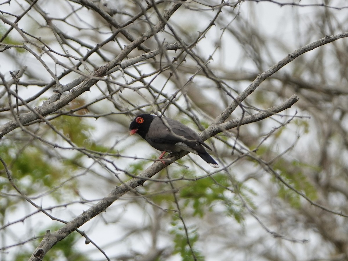 Angola Helmetshrike - ML490074381