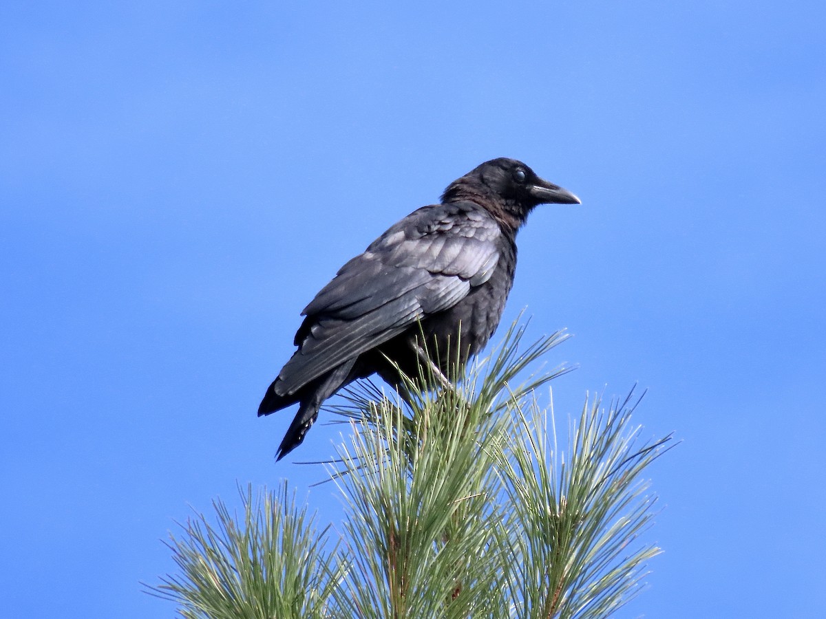 American Crow - ML490074391