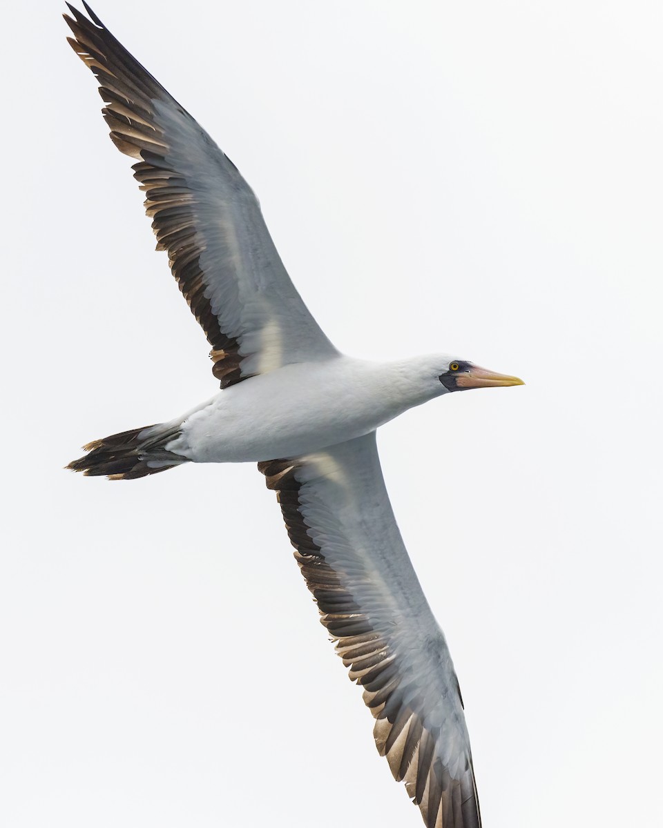 Nazca Booby - ML490075551