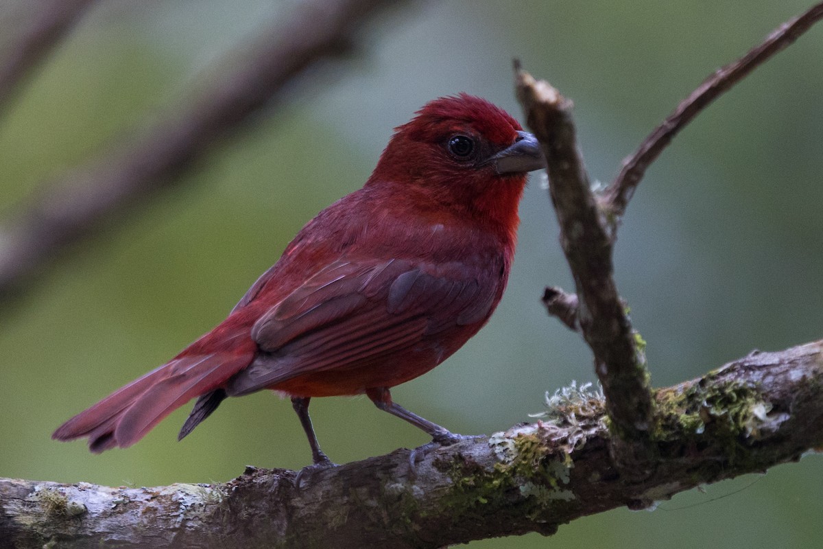 Summer Tanager - ML490076131