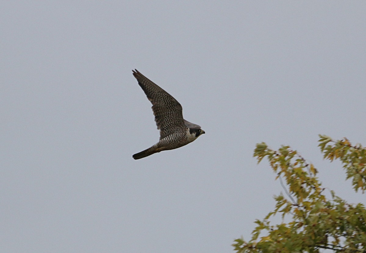 Peregrine Falcon - ML490076611