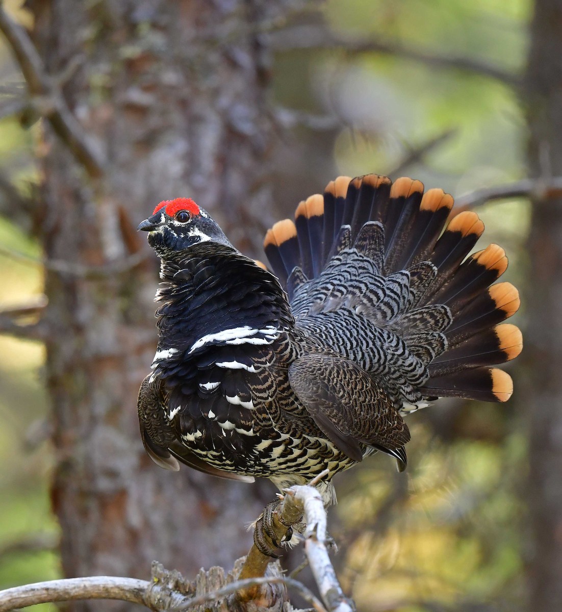 Spruce Grouse - François Hamel