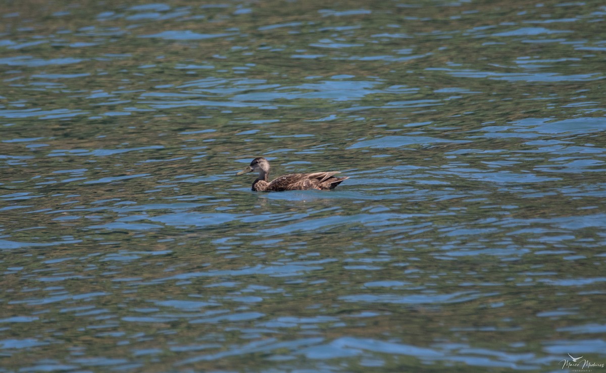 アメリカガモ - ML490080391