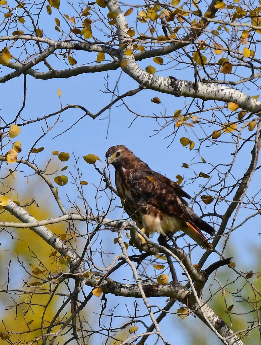 Red-tailed Hawk - François Hamel