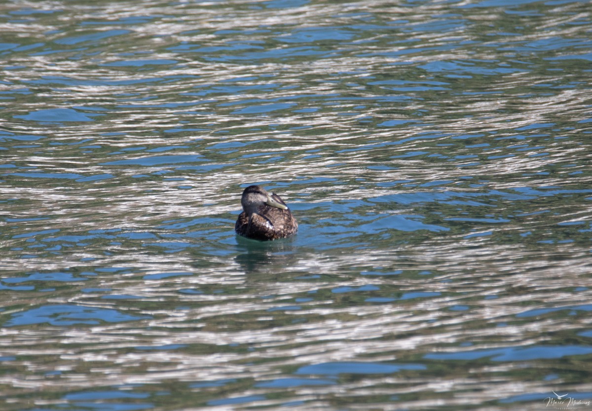 アメリカガモ - ML490080501