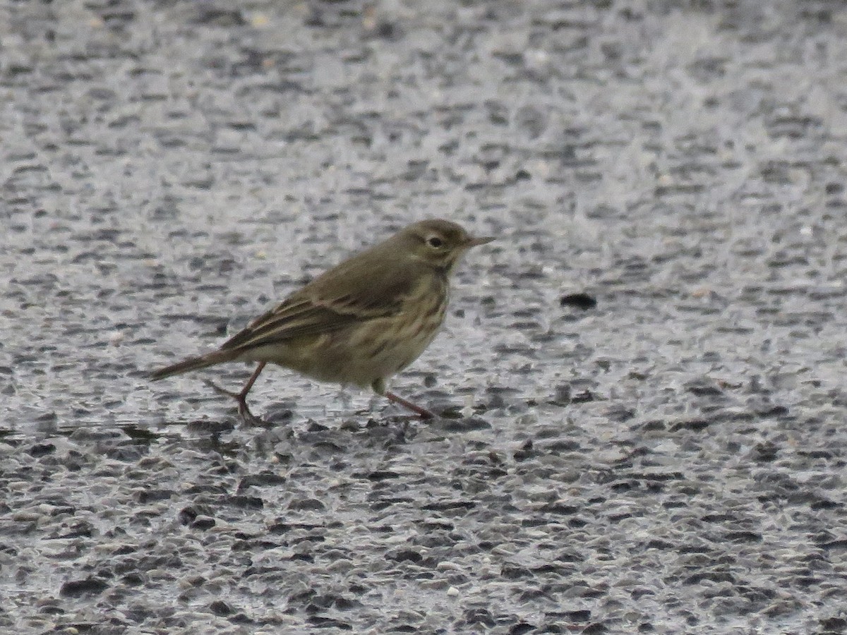 American Pipit - ML490080651
