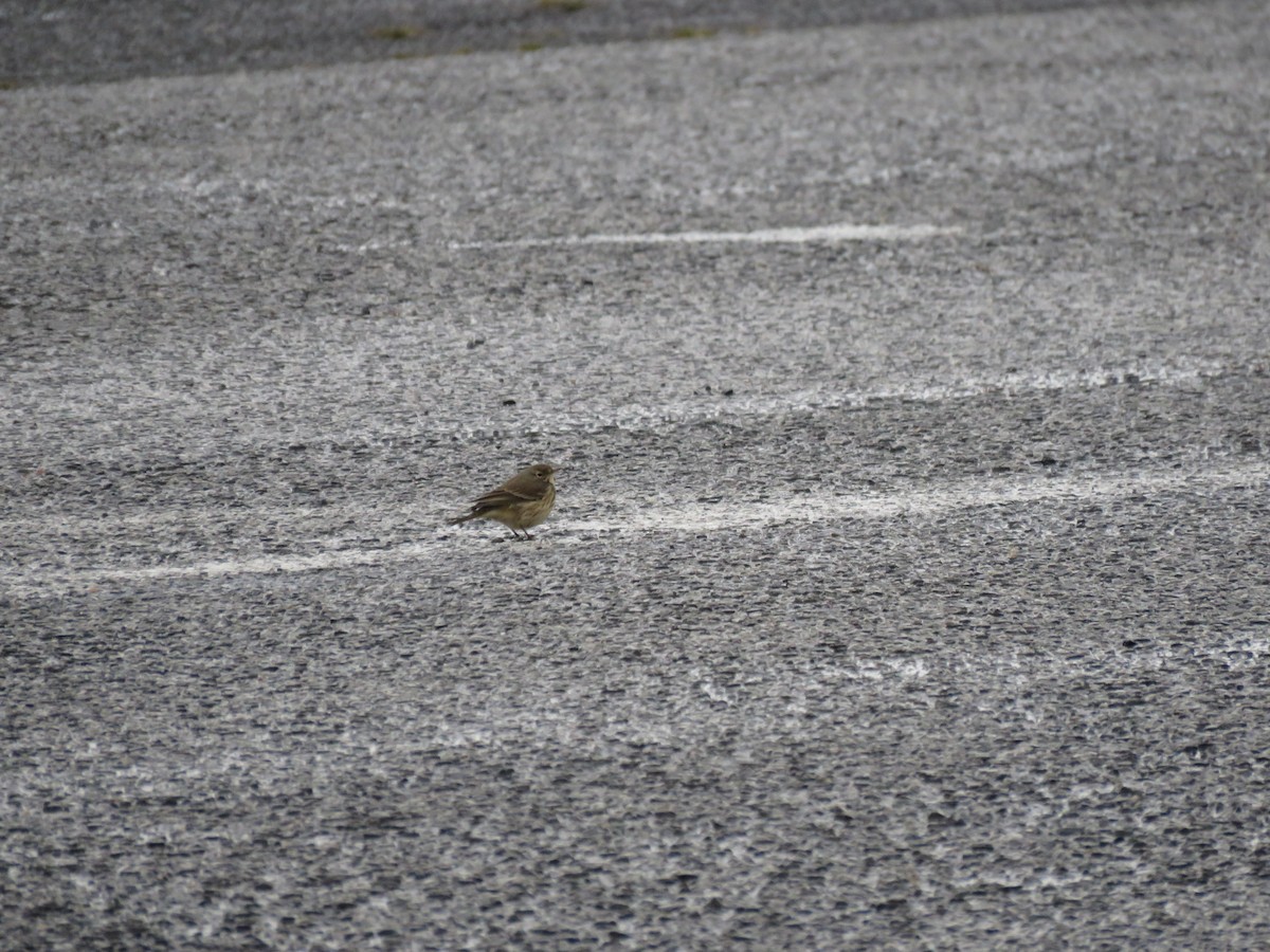 American Pipit - ML490080681