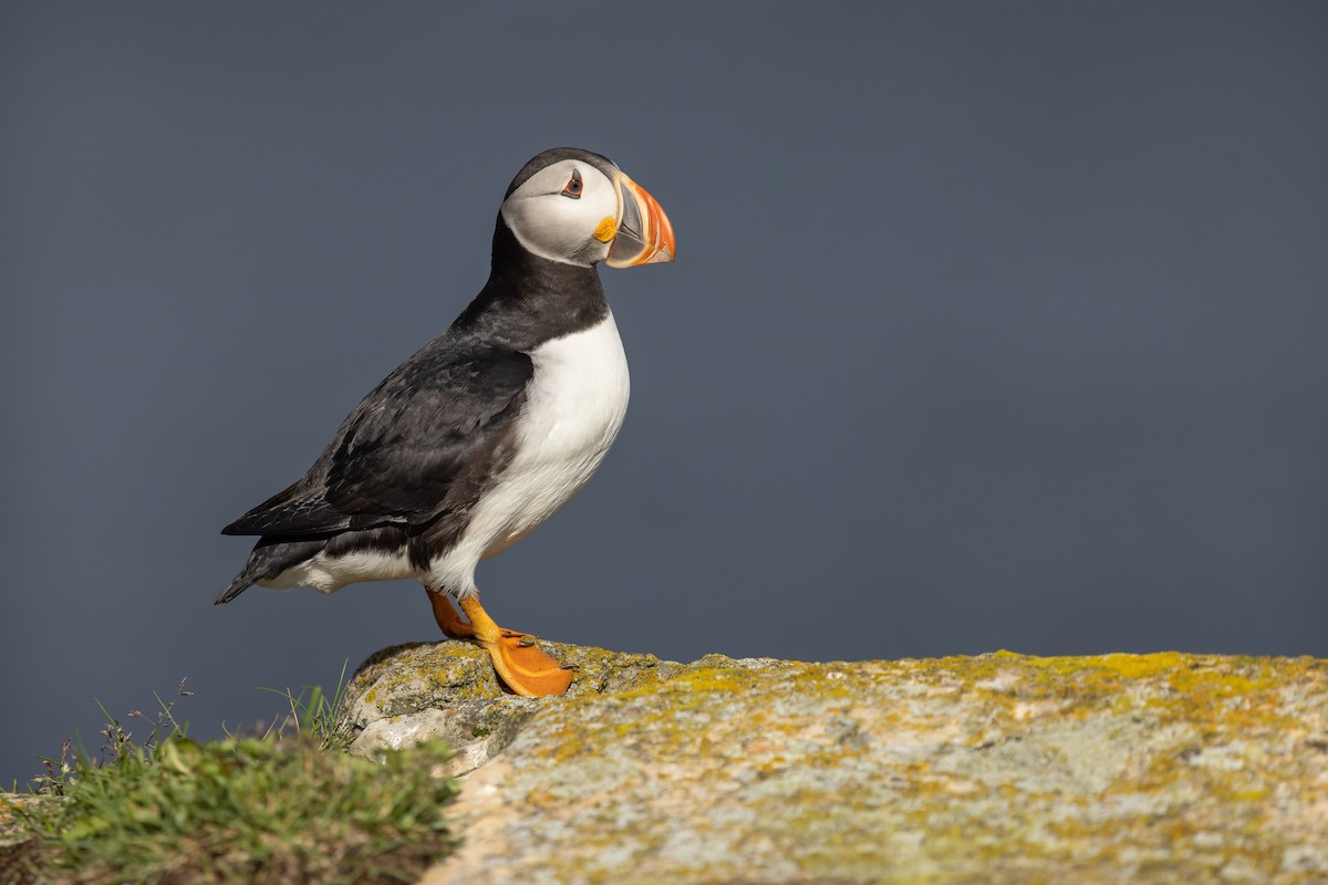 Atlantic Puffin - ML490081891