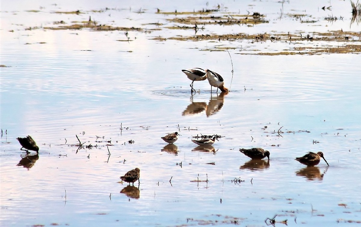 Wilson's Phalarope - Keith Godwin