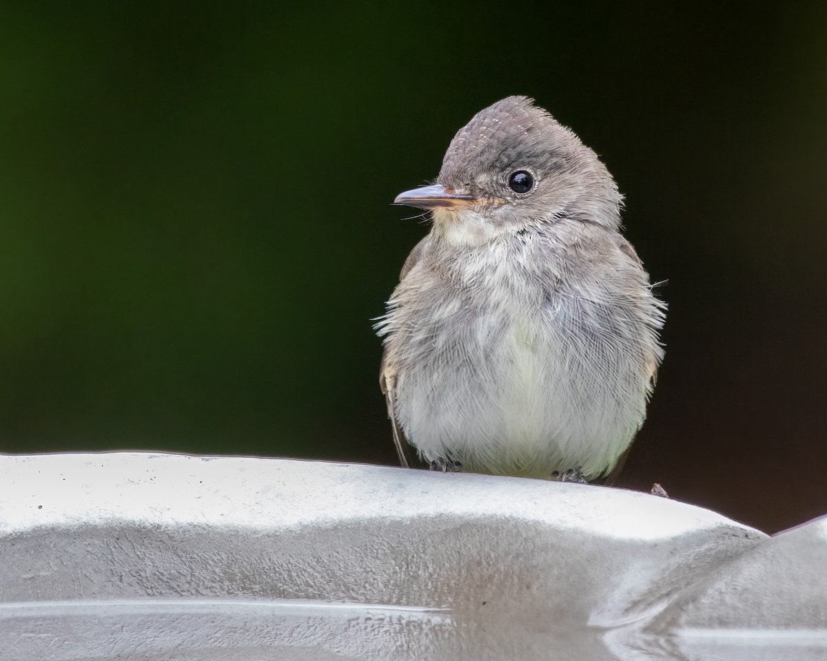 Eastern Phoebe - ML490082731