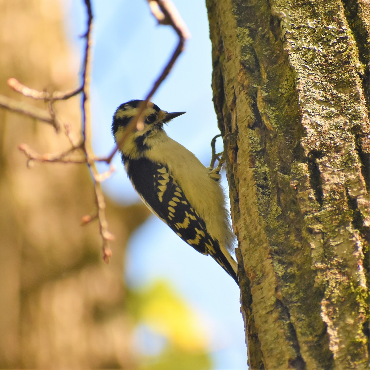 Downy Woodpecker - Team Sidhu-White