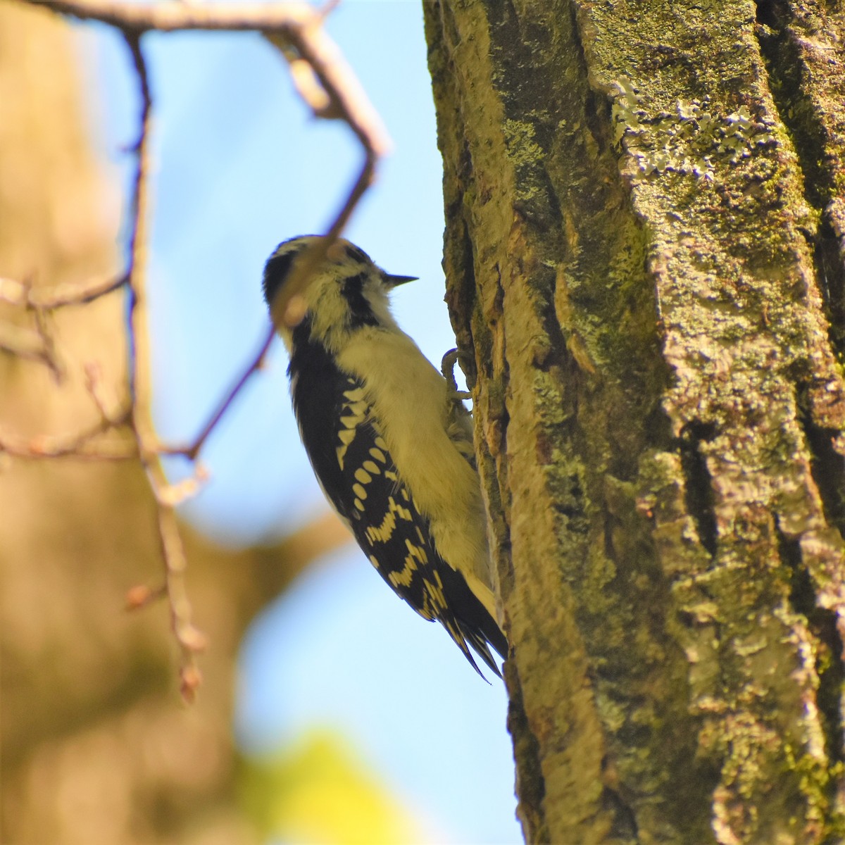 Downy Woodpecker - Team Sidhu-White